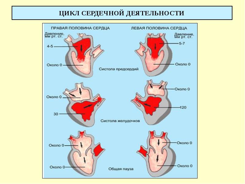 ЦИКЛ СЕРДЕЧНОЙ ДЕЯТЕЛЬНОСТИ