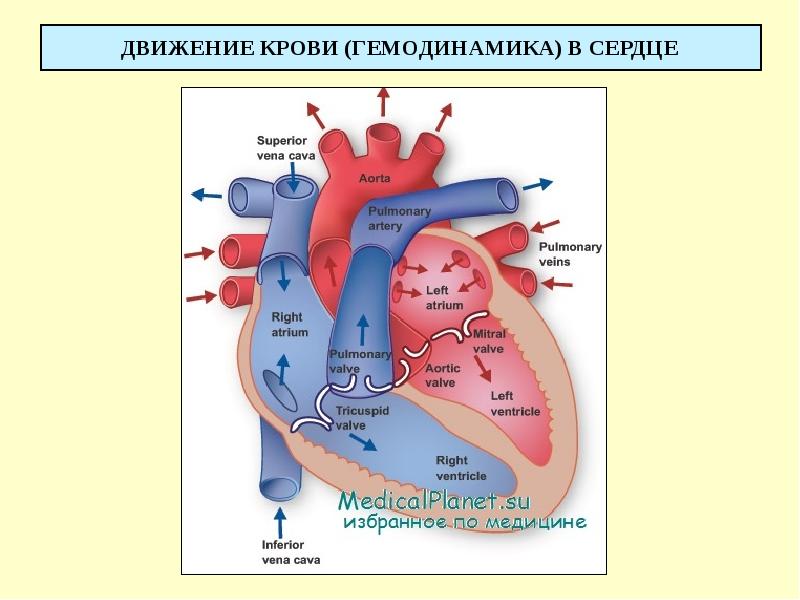 Сердце физиология презентация