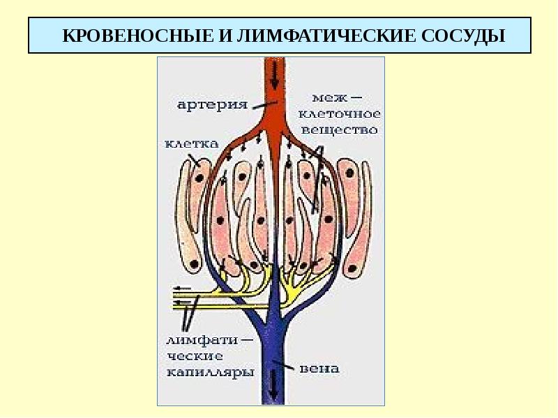 КРОВЕНОСНЫЕ И ЛИМФАТИЧЕСКИЕ СОСУДЫ