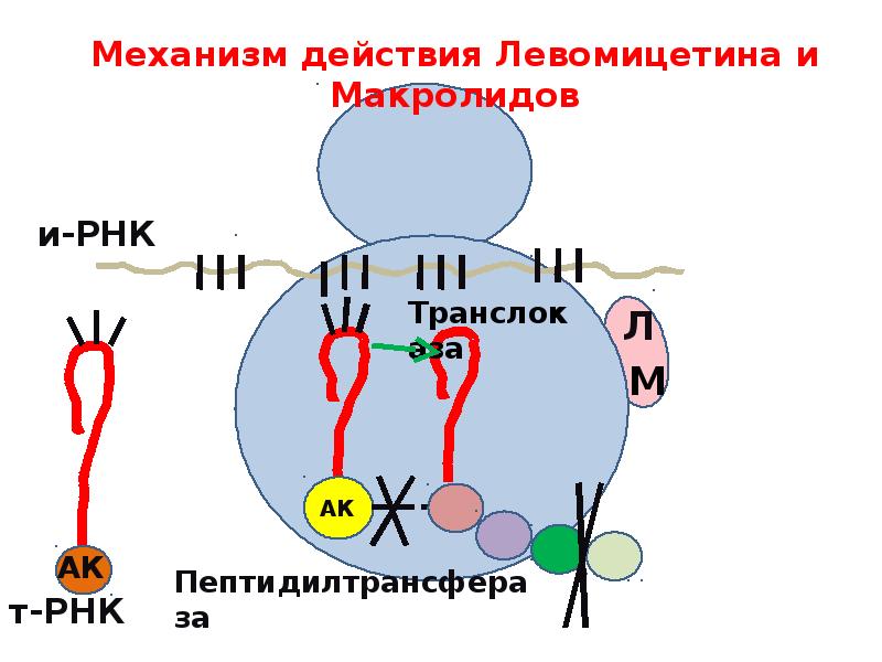 Какой механизм действия