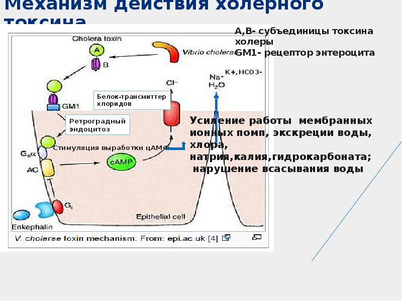 Механизм передачи холеры. Холерный экзотоксин механизм. Патогенез холерного вибриона. Механизм действия токсина холерного вибриона:. Схема действия холерного токсина.