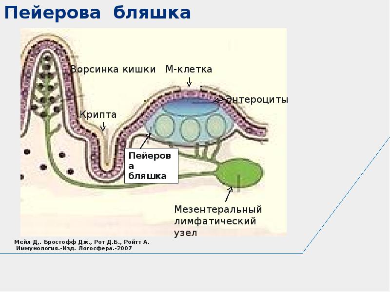 Схема строения пейеровой бляшки