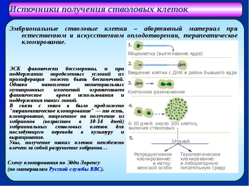 Стволовые клетки в биотехнологии презентация