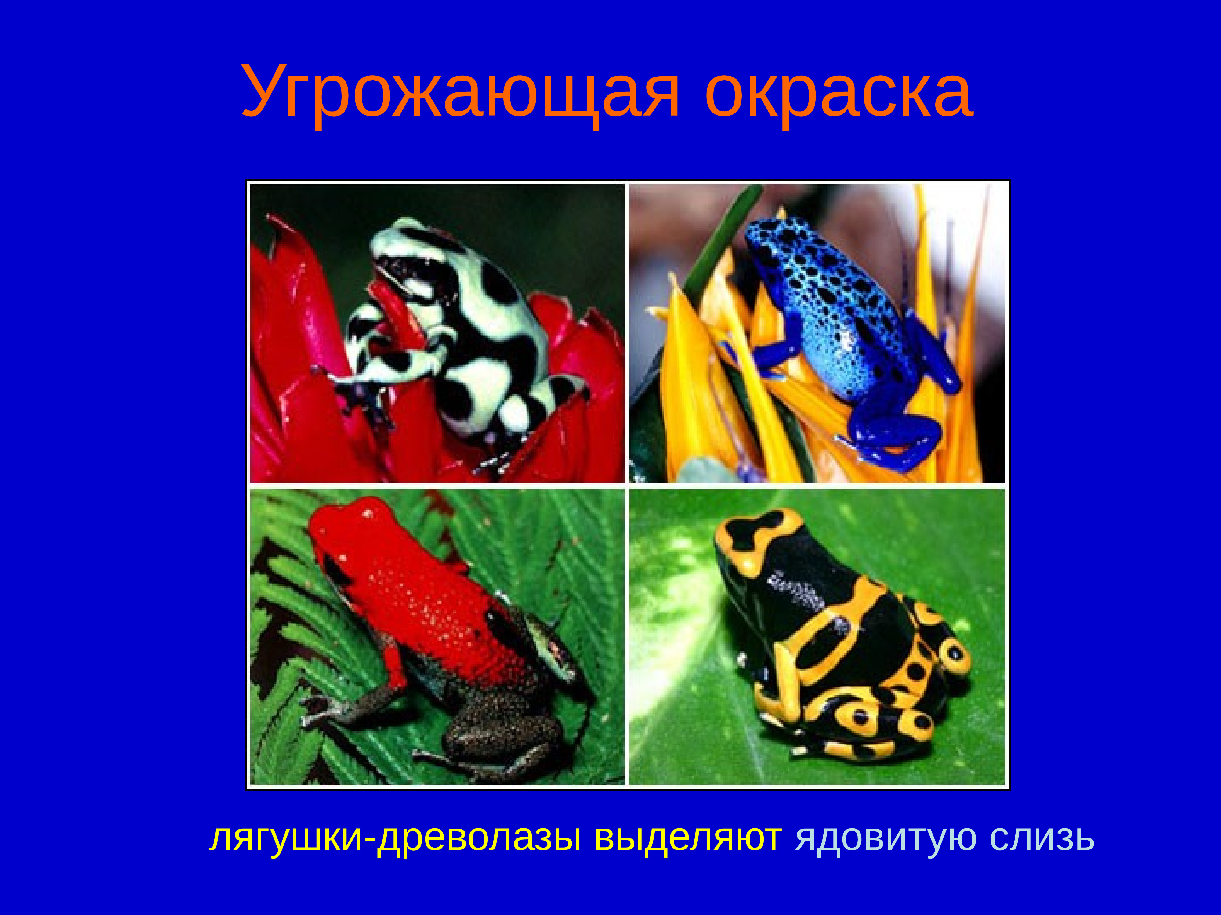 Предупреждающая окраска характеристика. Предостерегающая окраска лягушка древолаз. Предупреждающая окраска. Угрожающая окраска. Угрожающая окраска животных и растений.