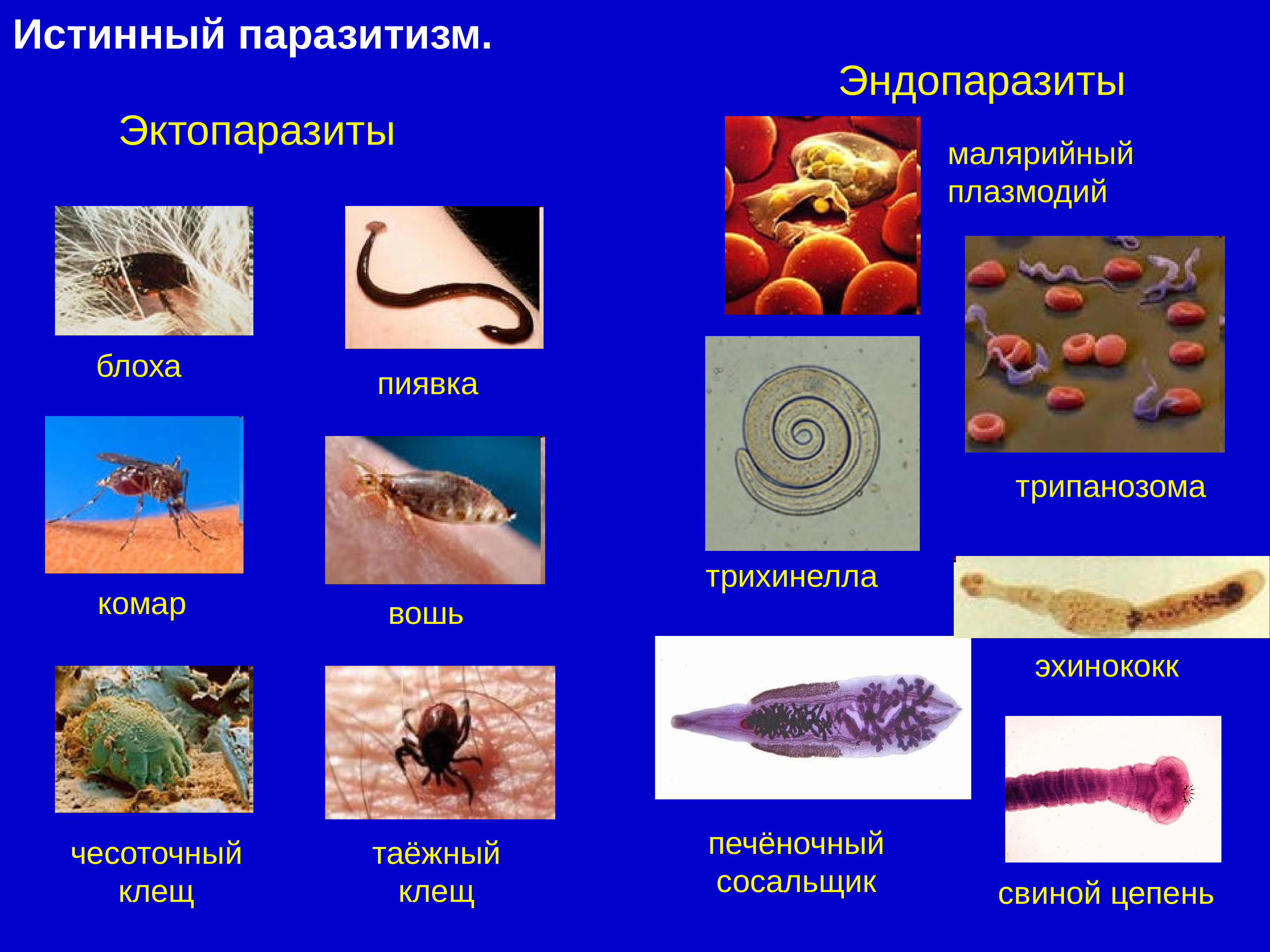 Эктопаразиты это кто. Эндопаразиты и эктопаразиты. Примеры эктопаразитов и эндопаразитов. Паразиты эндопаразиты эктопаразиты. Паразиты эктопаразиты постоянные.