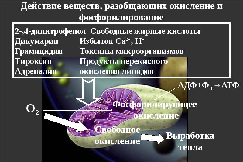 Гипоксия печени. Гипоксия презентация. Динитрофенол гипоксия. Гипоксия картинки для презентации. Кровяная гипоксия механизм развития.