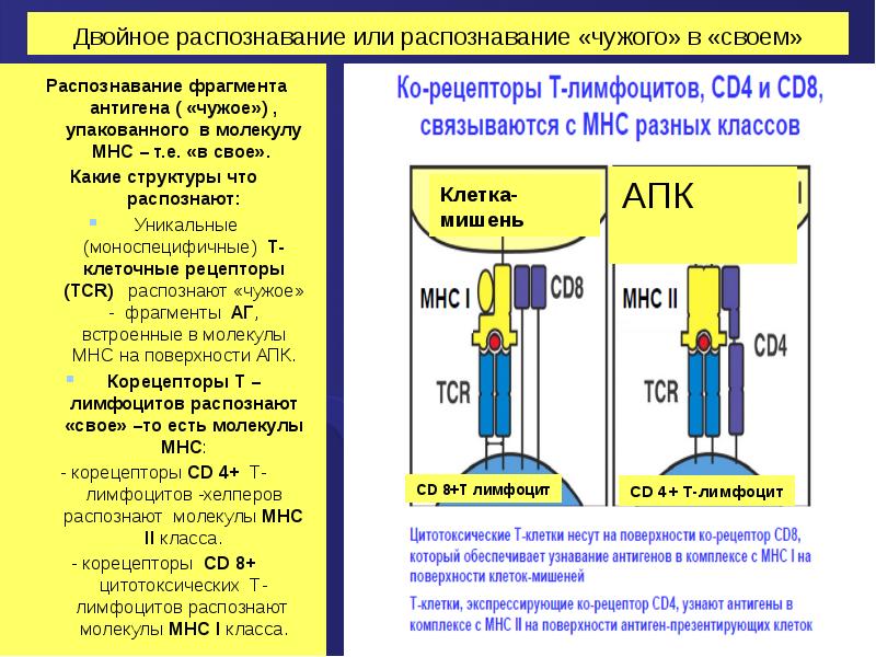 Гены mhc ii класса участвующие в презентации антигена