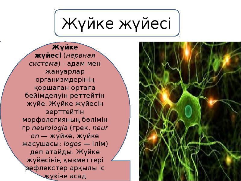 Орталық жүйке жүйесі презентация