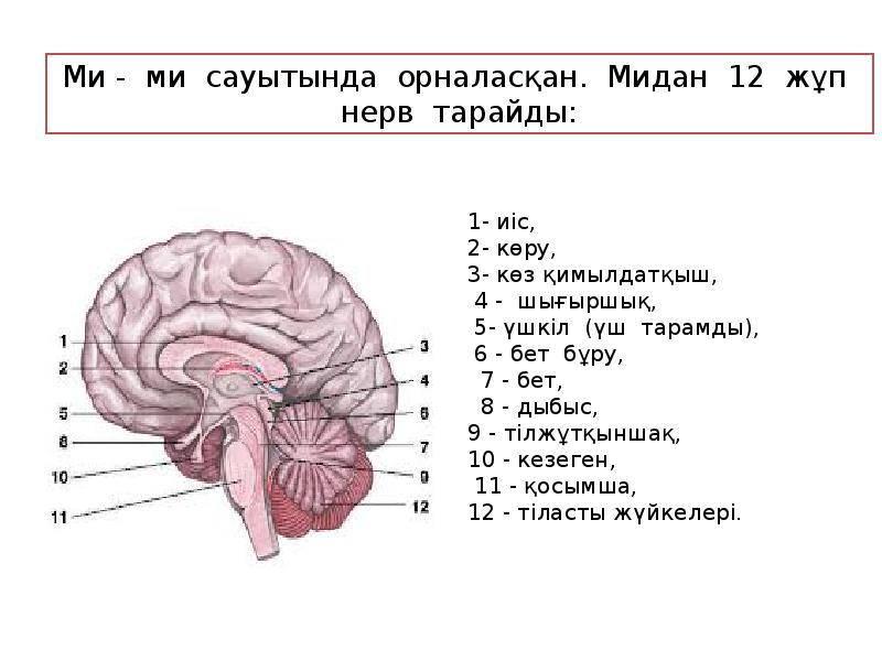 Орталық жүйке жүйесінің құрылысы мен қызметі презентация