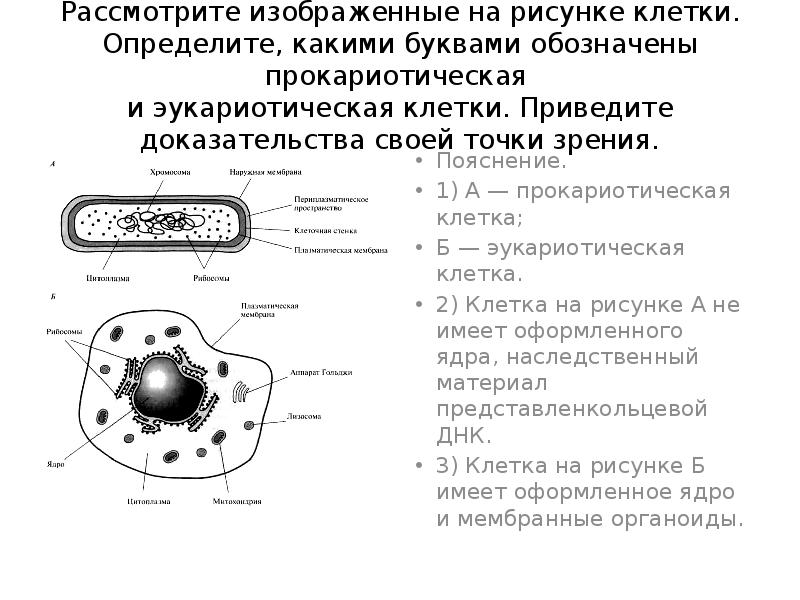 На рисунке изображен процесс метаболизма эукариотической клетки