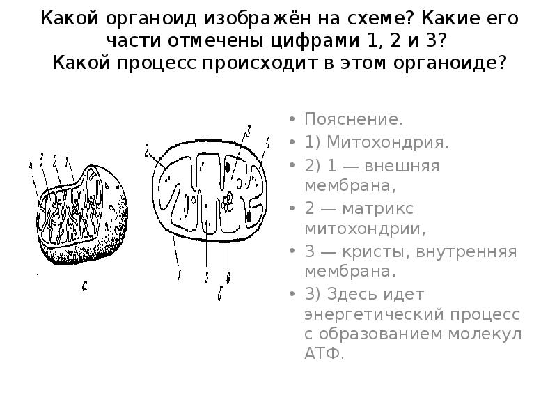 Какие структуры обозначены цифрами