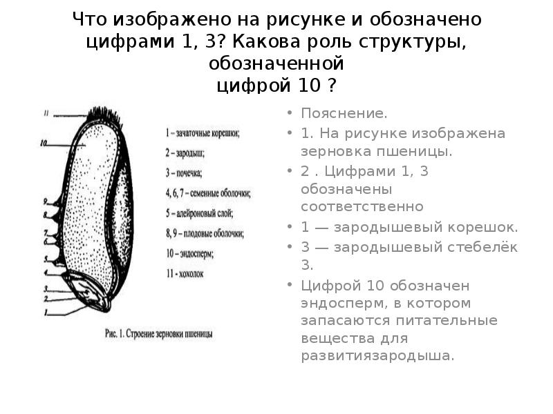 Что на рисунке обозначено буквами а и б какие функции выполняют обозначенные структуры картофель