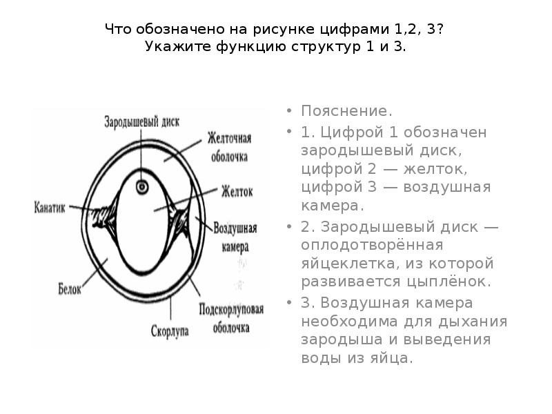 На рисунке 3 цифрами обозначены