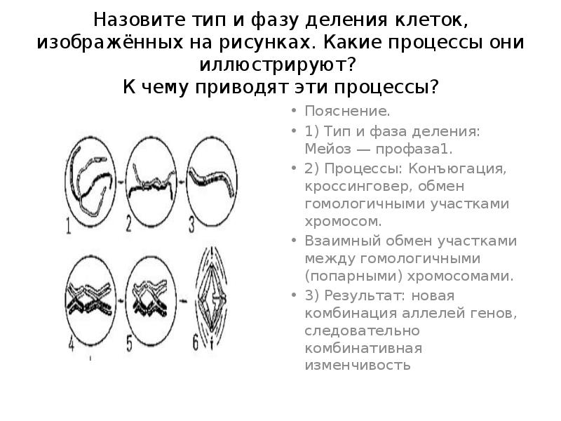 Рассмотрите рисунок назовите тип и фазу деления ядра