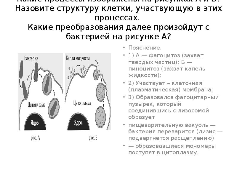 Укажите какой процесс изображен на рисунке