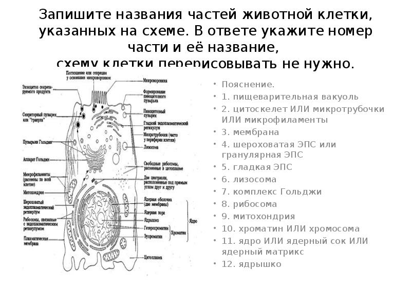 Запишите названия частей животной клетки указанных на схеме