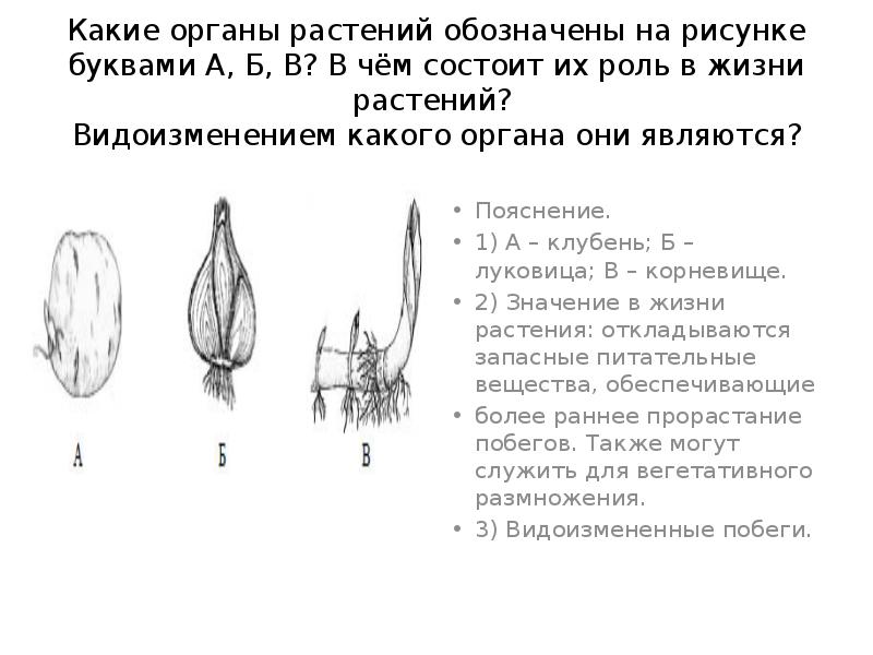 Какой орган растения обозначен на рисунке знаком вопроса