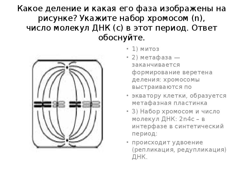 Какие фазы изображены на рисунках