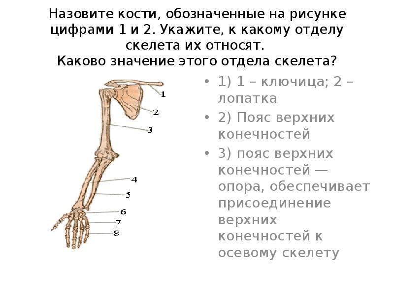 Укажите какой цифрой на рисунке обозначена