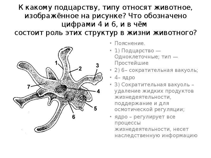 К какому классу относят животных