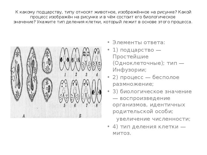 Схема строения какого вещества изображена на рисунке. К какому типу относят животное, изображённое на рисунке?. На рисунке изображён процесс деления клетки.. Схема какого процесса изображена на рисунке. К какому типу относят животных изображенных на рисунке.