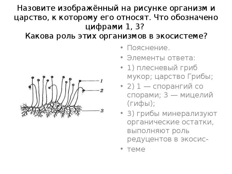 Какая структурная единица почки изображена на рисунке что обозначено цифрой 4