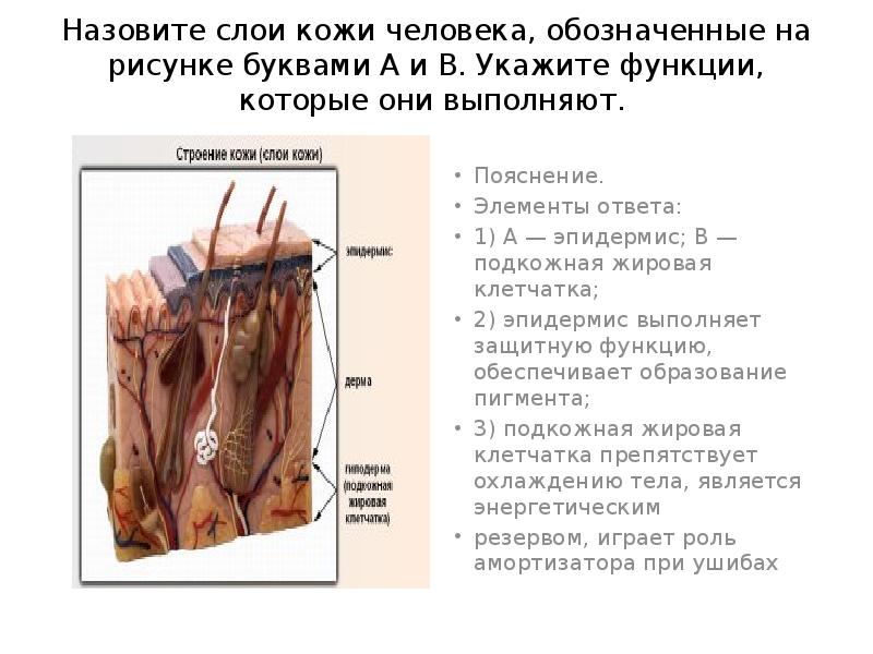 Назови слою