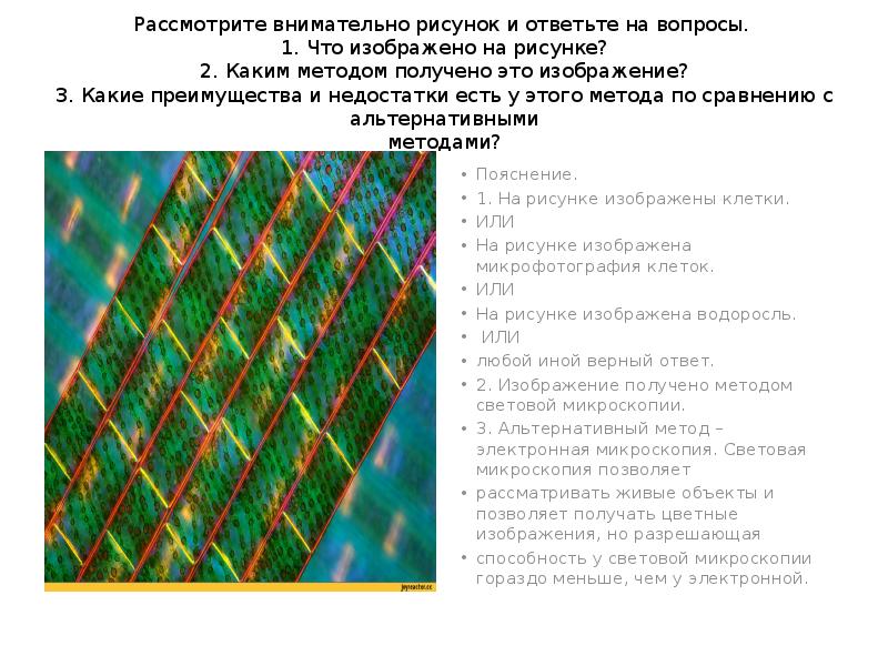 Рассмотрите внимательно рисунки 112 и 116 и сравните продолжительность жизни