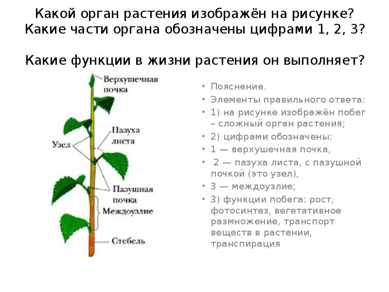 Органы растений выполняющие функции