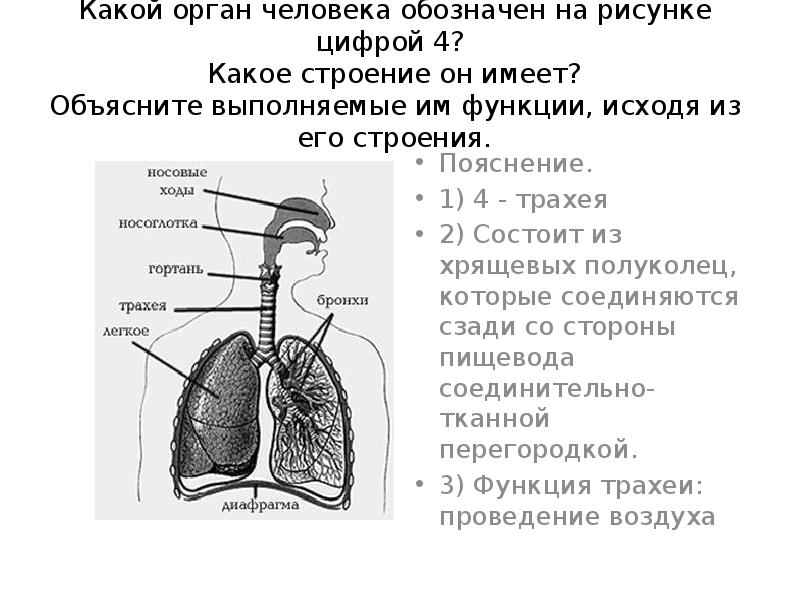 На рисунке цифрой 6 обозначено