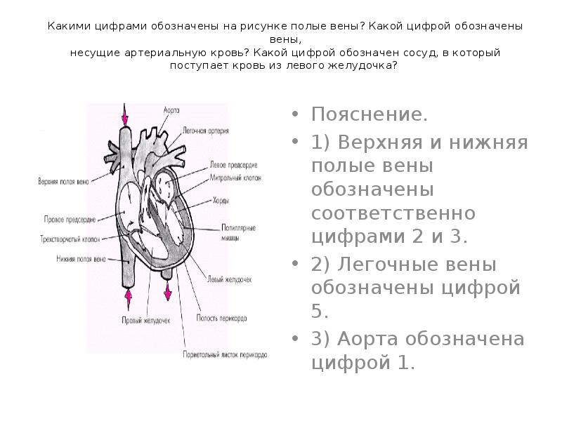 Какими цифрами обозначены на рисунке полые вены какой цифрой обозначены вены несущие артериальную