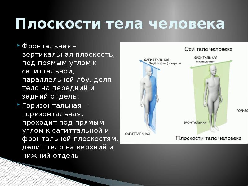 Укажите какие плоскости организма изображены на рисунке