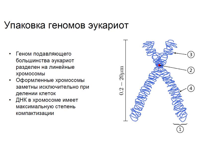 гены и хромосомы. линейное расположение генов в хромосоме. днк-содержащие вирусы:1. гены пространственной организации. структура двойной спирали днк.