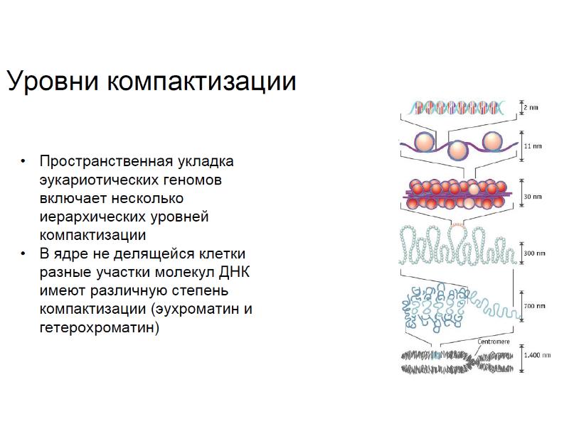 Методы молекулярной биологии презентация