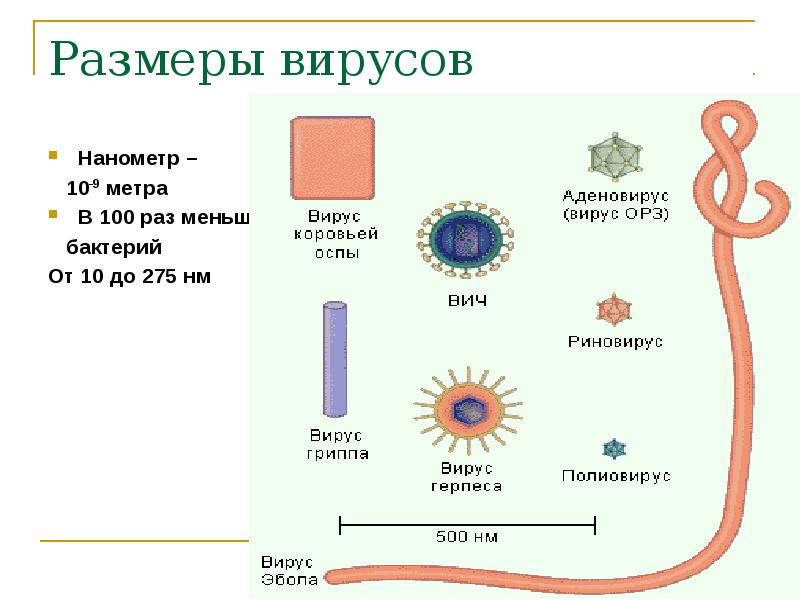 Виды вирусов. Размеры вирусов. Размер вирусов в нанометрах. Виды вирусов человека. Размер бактерии в нанометрах.