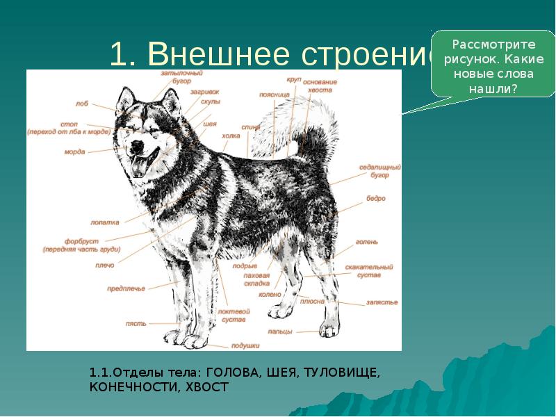 Презентация внешнее строение млекопитающие 7 класс биология