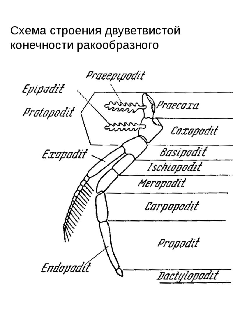 Строение ракообразных схема