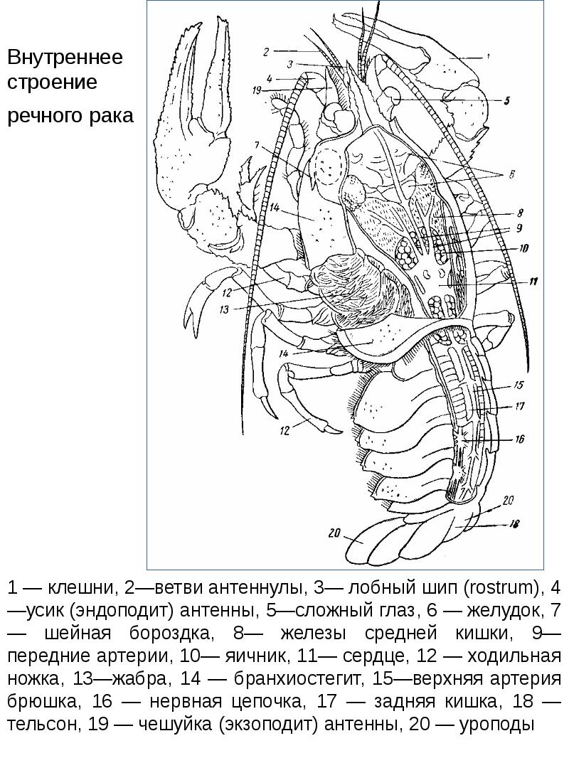 Схема строения ракообразных
