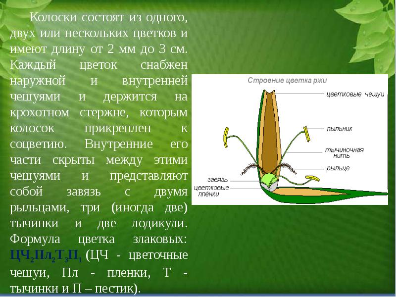 Проект однодольные растения 6 класс