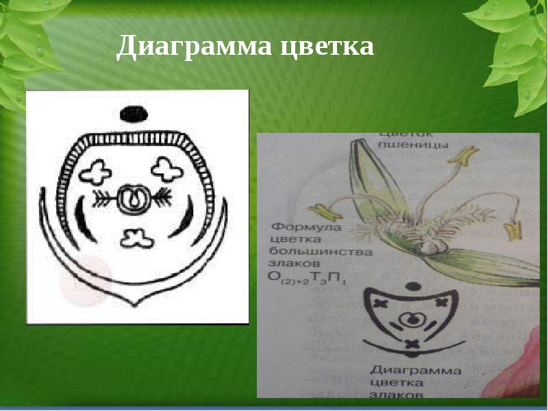 Диаграмма цветка класс однодольные. Семейство злаковые диаграмма цветка.