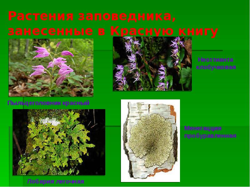 Растения пермского края фото и название