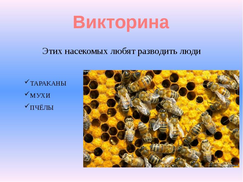 Пчелы относятся к насекомым