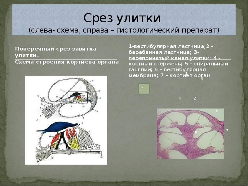 Схема поперечного среза улитки