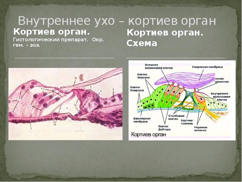 Схема кортиева органа гистология