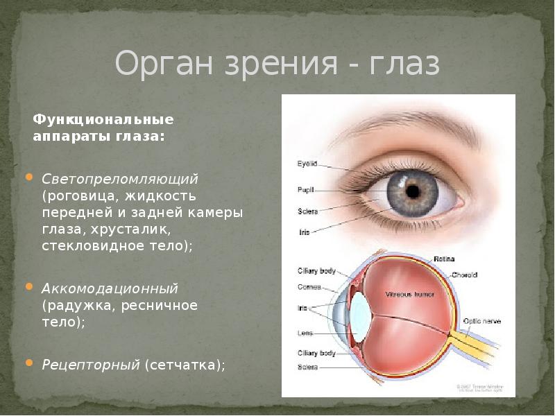 Вспомогательные строение глаза. Вспомогательные структуры глаза. Вспомогательный аппарат глаза. Строение вспомогательного аппарата глаза. Функциональные аппараты глаза.