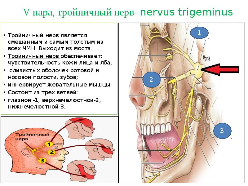 Тройничный черепной нерв