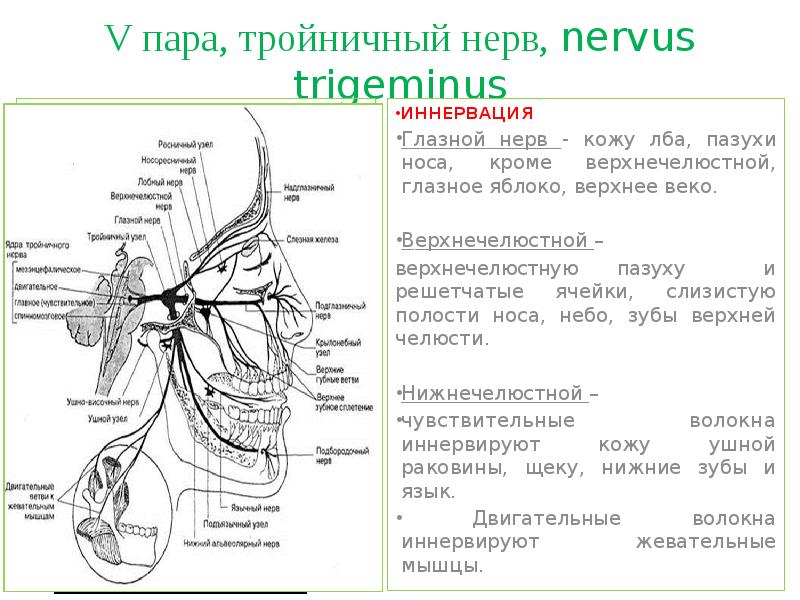 Тройничный нерв путь схема