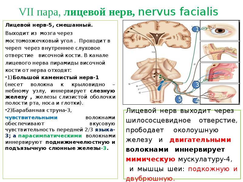 Vii пара лицевой нерв