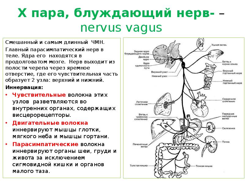 Парасимпатические черепные нервы. Блуждающий нерв вегетативная нервная система. 10 Пара черепных нервов ядра. Иннервация блуждающего нерва таблица. Вагус нерв анатомия схема.