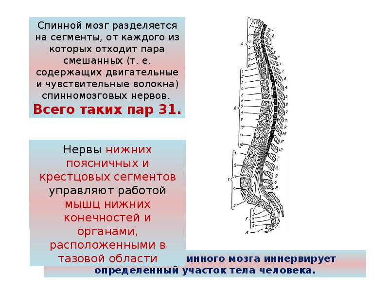 Расскажите о спинном мозге используя следующий план форма длина масса расположение